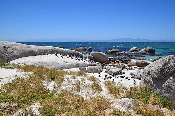 istock Boulders Beach, South Africa (Penguin Beach) 512040462