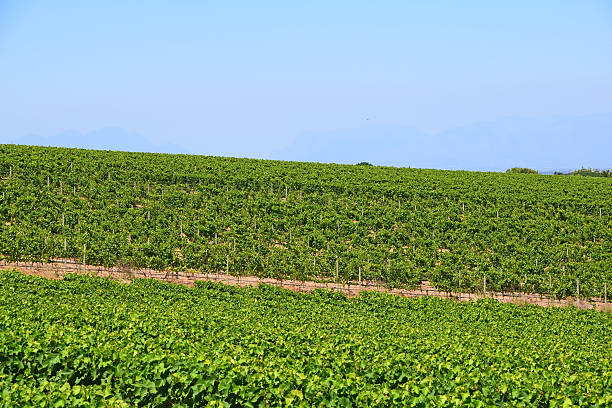 istock Vineyard in Wine Country 512040692