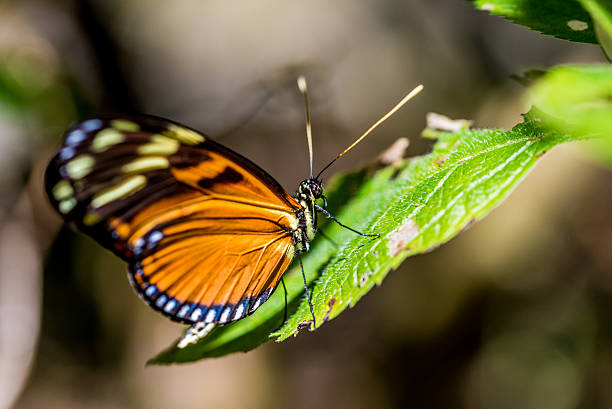 istock Colorful butterfly in the nature 512040880