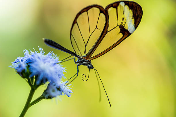 istock Colorful butterfly in the nature 512041010