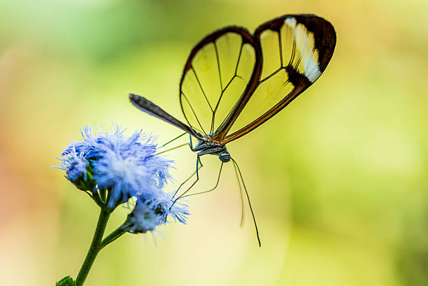 istock Colorful butterfly in the nature 512041142