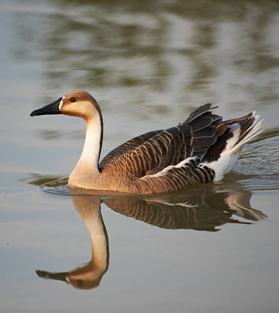 Swan Goose Anser cygnoides swimming chinese goose stock pictures, royalty-free photos & images