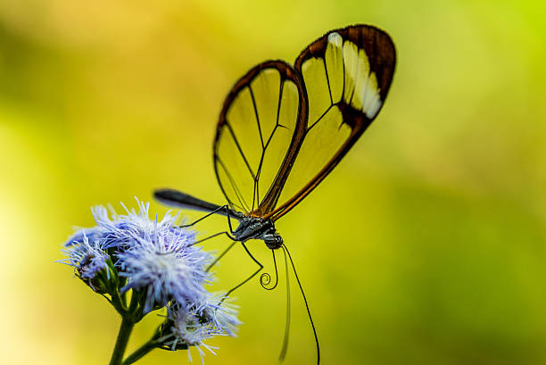 istock Colorful butterfly in the nature 512042870