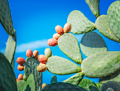 Indian fig against blue sky.