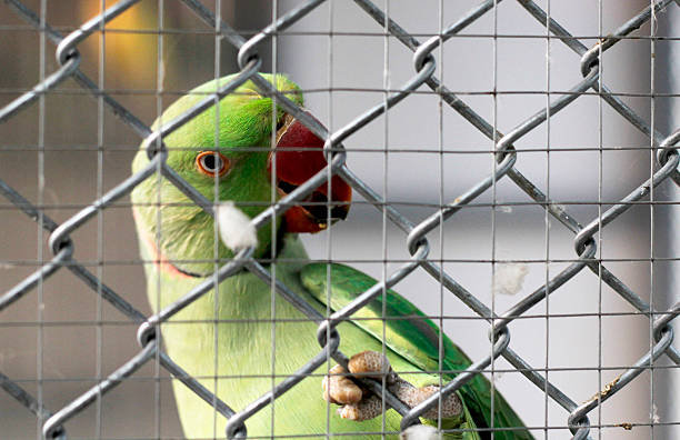 istock green indian ringneck parakeet  in cage 512043408
