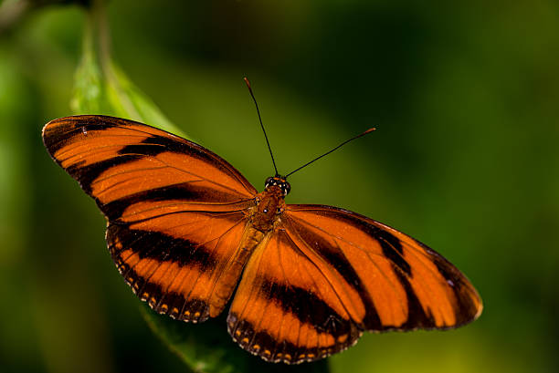 istock Colorful butterfly in the nature 512043540