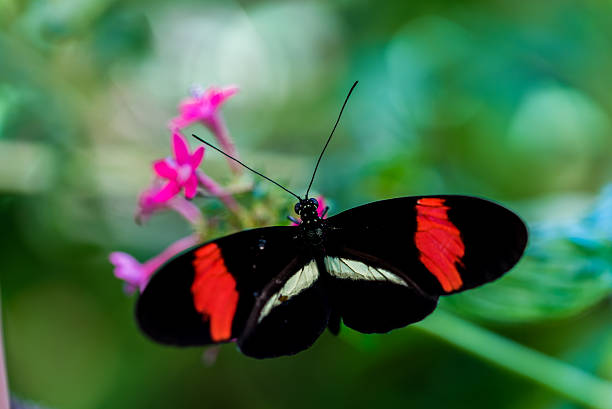 istock Colorful butterfly in the nature 512043644