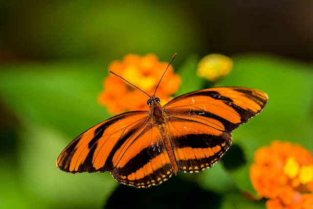 istock Colorful butterfly in the nature 512043828