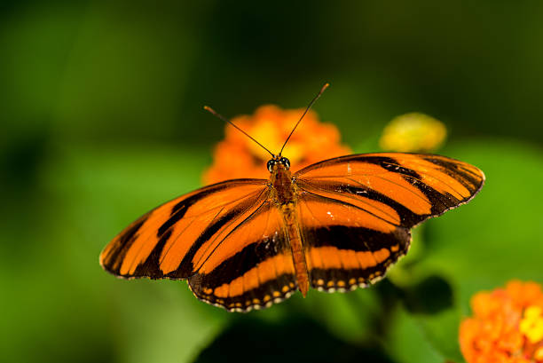 istock Colorful butterfly in the nature 512044000