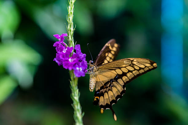 istock Colorful butterfly in the nature 512045032