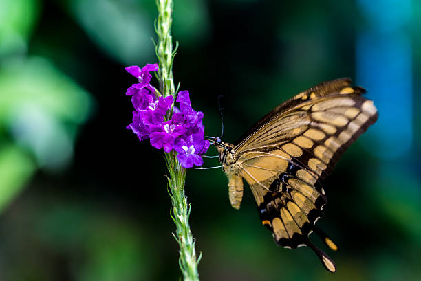 istock Colorful butterfly in the nature 512045170
