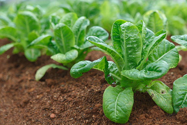 istock Vegetable garden young seedlings in rows. 512045248