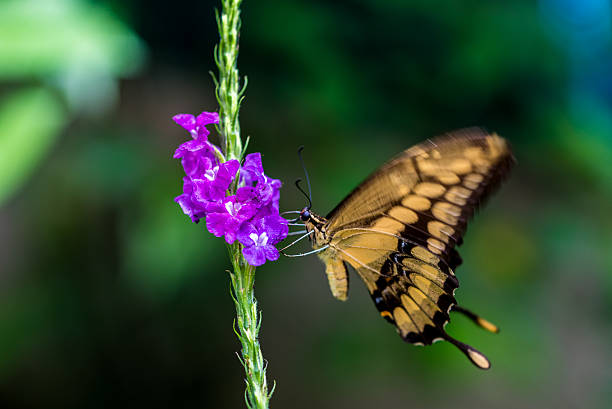 istock Colorful butterfly in the nature 512045308