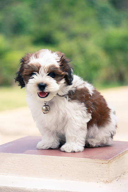 istock Portrait of a beautiful dog 512045460