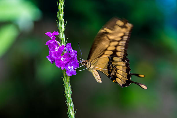 istock Colorful butterfly in the nature 512045470