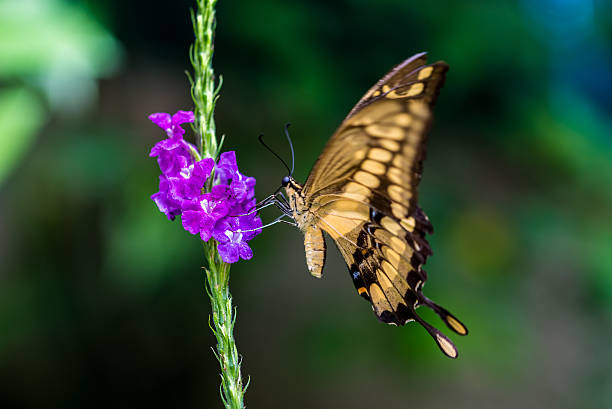 Colorful butterfly in the nature