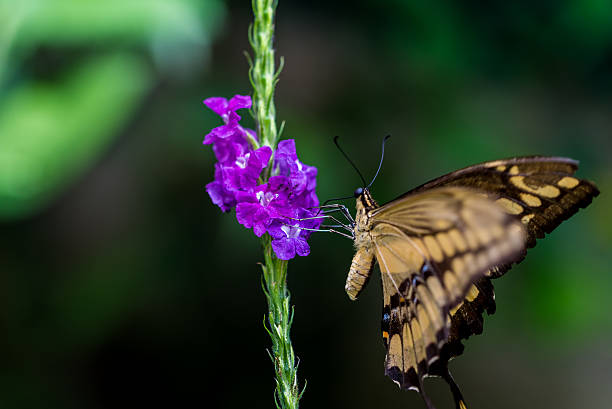 istock Colorful butterfly in the nature 512045804