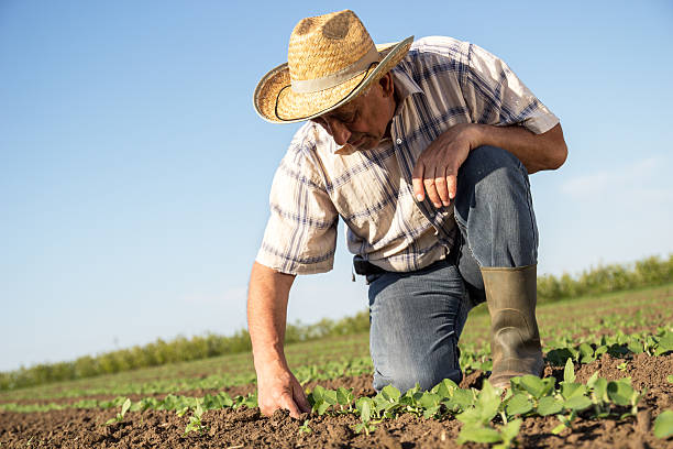 istock Senior farmer in a field examining crop 512045826
