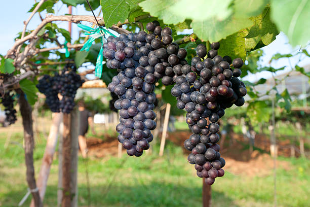 красный виноград готовы быть приготовлены препараты на виноградник. - vinifera стоковые фото и изображения