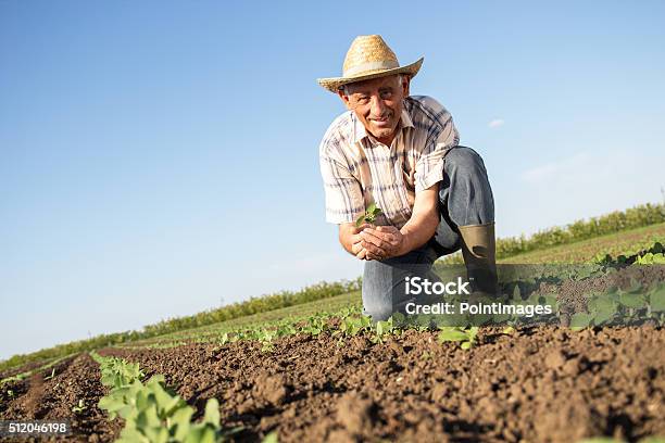 Senior Farmer In A Field Holding Crop In Nis Hands Stock Photo - Download Image Now - Agriculture, Adult, Agricultural Field