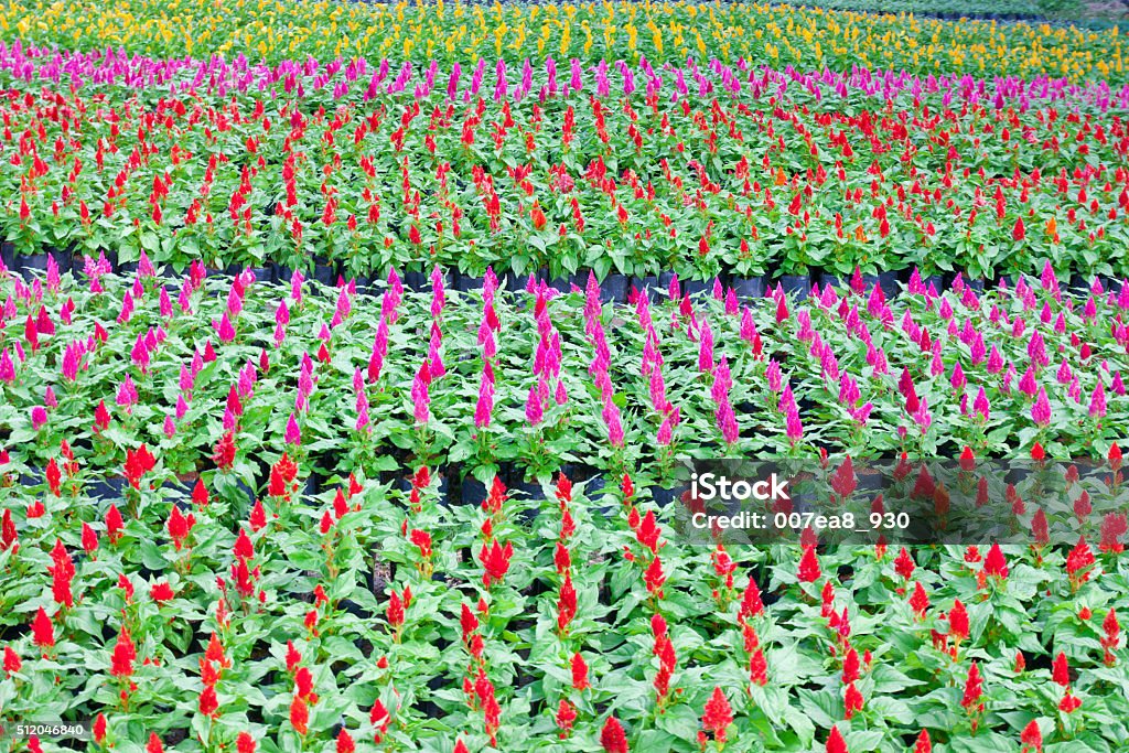 Dendrocigna Riserva Naturale di cockscomb colorato di fiori Celosia o argentea - Foto stock royalty-free di Ambientazione esterna