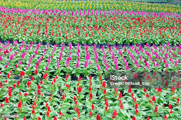 Dendrocigna Riserva Naturale Di Cockscomb Colorato Di Fiori Celosia O Argentea - Fotografie stock e altre immagini di Ambientazione esterna