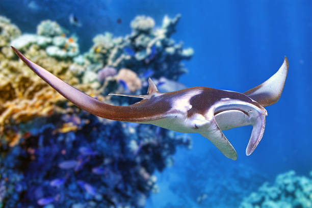 Manta ray in Indian Ocean - Maldives, near Thoddoo island.