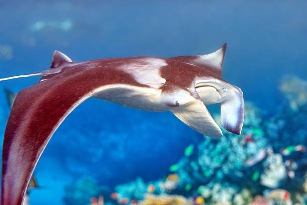 istock Manta ray in Indian Ocean - Maldives 512047066