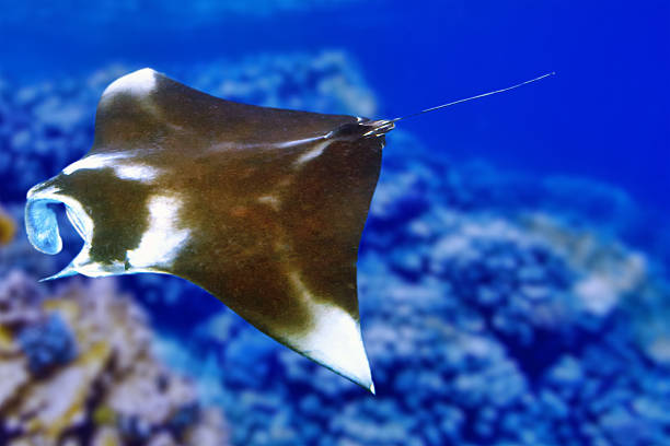 Manta ray in Indian Ocean - Maldives, near Thoddoo island.