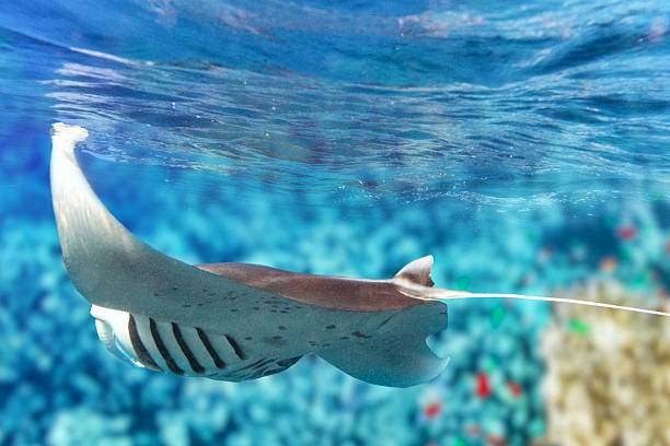 istock Manta ray in Indian Ocean - Maldives 512047128