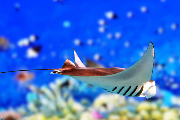 istock Manta ray in Indian Ocean - Maldives 512047142