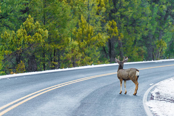 istock Elk walking on the road 512047316