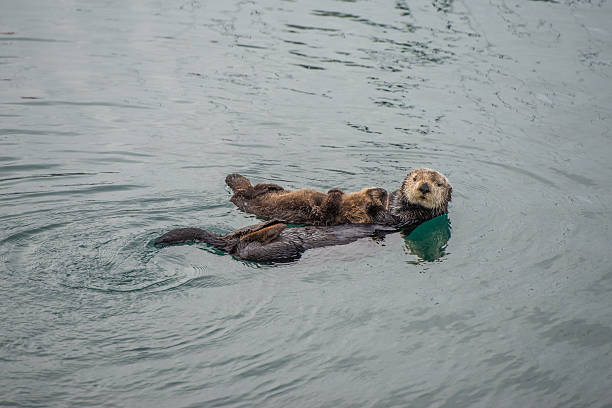 istock sea otter with baby 512047796
