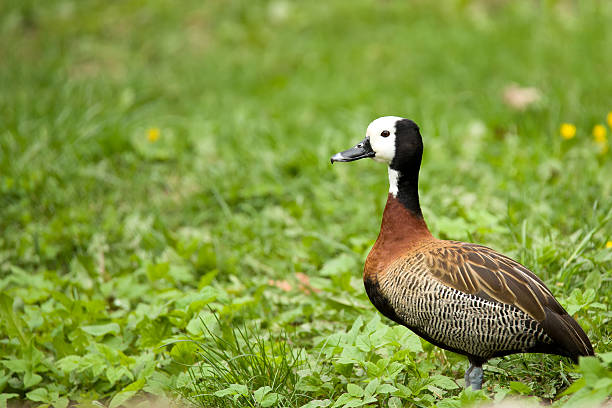 white face sifflant canard - white faced whistling duck photos et images de collection