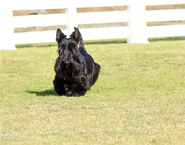 A view of a small, young and beautiful Scottish Terrier dog walking on the grass. Scottie dogs are compact, short legged, with wiry black coat, long head and small erect pointy ears, very territorial and feisty.