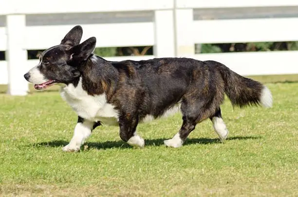 A young, healthy, beautiful, brindle, black, tan and white Welsh Corgi Cardigan dog with a long tail walking on the grass happily. The Welsh Corgi has short legs, long body, big erect ears and is a herding breed.