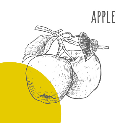 Apple vector freehand pencil drawn sketch. Two apples on branch with leaves illustration. Part of set of fruits sketchy drawings.