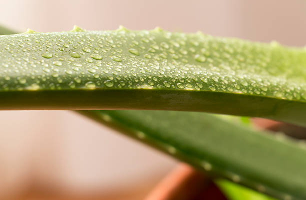 Leaf aloe Vera Aloe Leaf covered with drops of water close-up thorn bush stock pictures, royalty-free photos & images