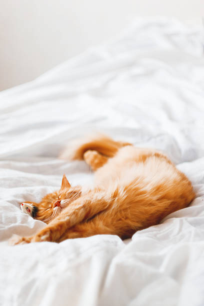 Ginger cat sleeping in bed with toy mouse. Cozy background. Ginger cat sleeping in bed with it's toy mouse. Cute cat dozing on white blanket. Cozy home background. Place for text. rodent bedding stock pictures, royalty-free photos & images