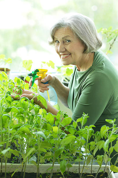 istock Senior woman planting 512055052