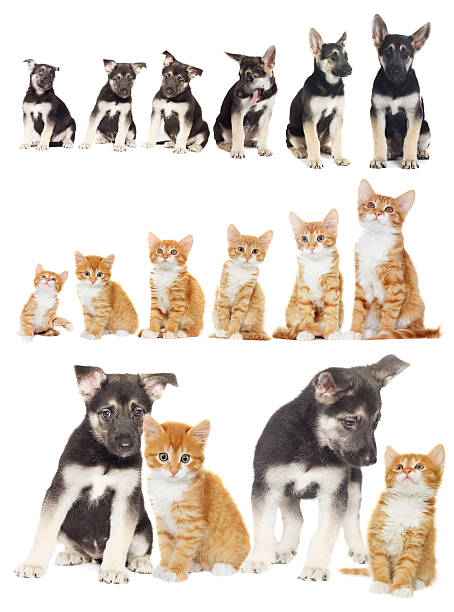 istock kitten and puppy growing; set 512055440