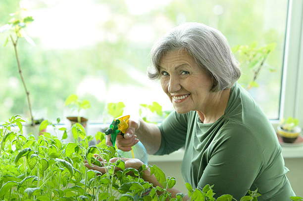 istock Senior woman planting sprouts 512055776