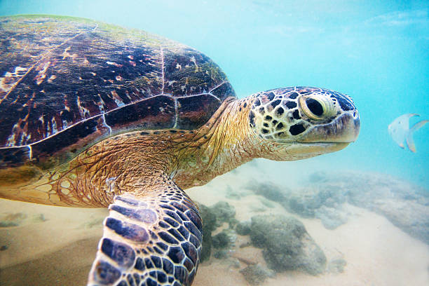 istock The green sea turtle (Chelonia mydas), Hikkaduwa. 512056606