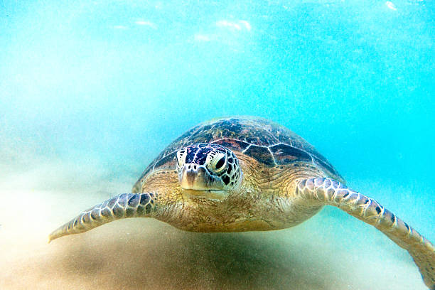 istock The green sea turtle (Chelonia mydas), Hikkaduwa. 512056682