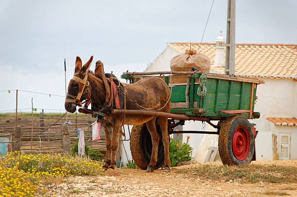 Donkey cart in the countryside in Portugal Donkey cart in the countryside in PortugalDonkey cart in the countryside in Portugal donkey animal themes desert landscape stock pictures, royalty-free photos & images