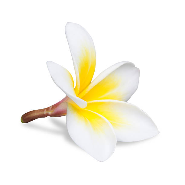 istock Frangipani or Plumeria On White 512057269