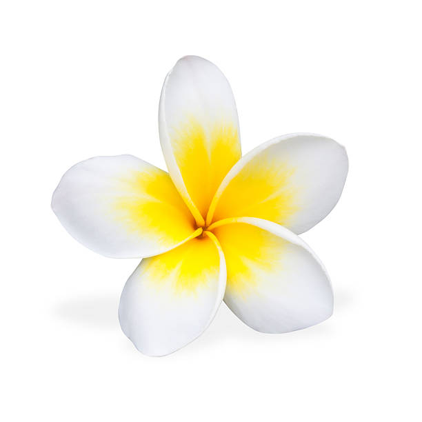 istock Frangipani or Plumeria On White 512057271