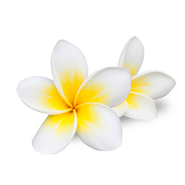 istock Frangipani or Plumeria On White 512057273