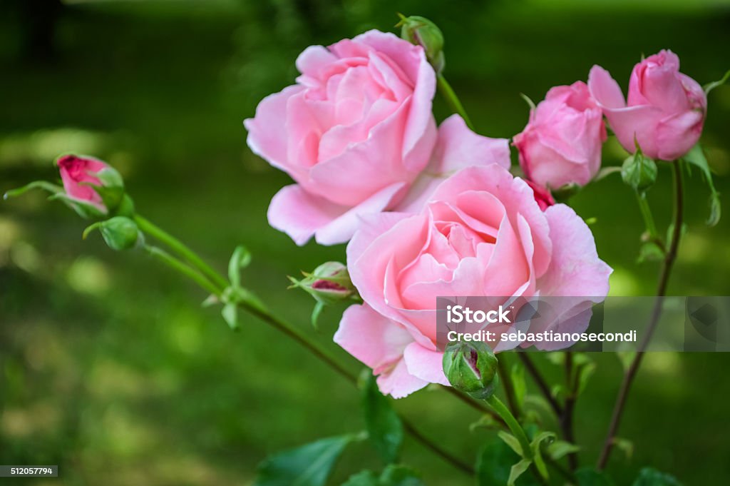 Pink Roses Grouping Group Of Pink Roses Stock Photo - Download Image Now - Beauty, Beauty ...