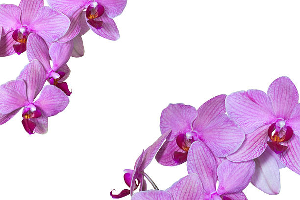 istock Pink and White Orchid Flowers with Copyspace 512057925
